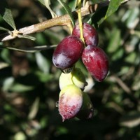 זית מזן קורטינה