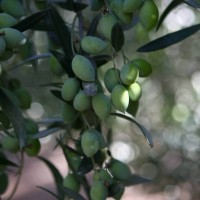 ברמת הגולן שמן זית מזיתים