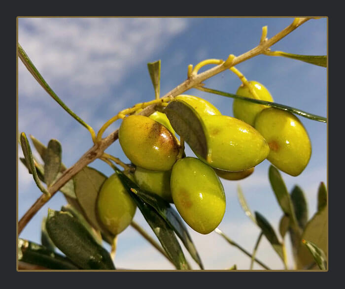 שמן זית קורונייקי - Koroneiki